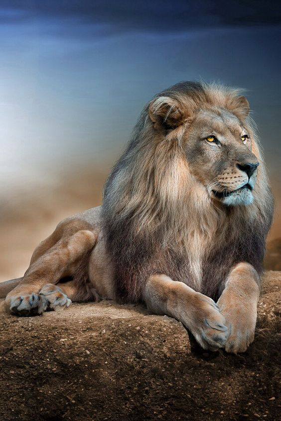 Lion